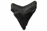 Serrated, Juvenile Megalodon Tooth - South Carolina #375941-1